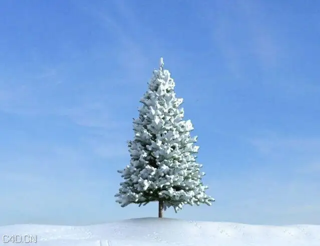 雪松C4D模型 Cedar 3D model