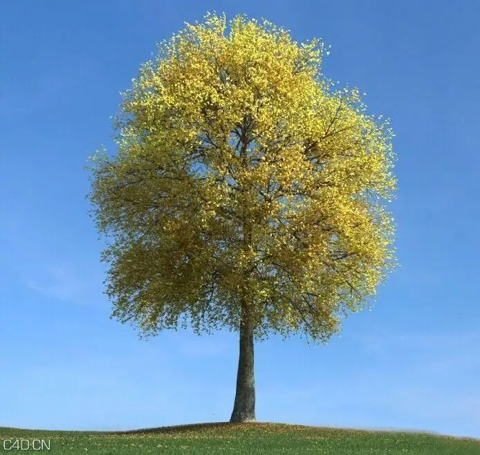秋天黄叶树木C4D模型 The leaves of trees 3D model