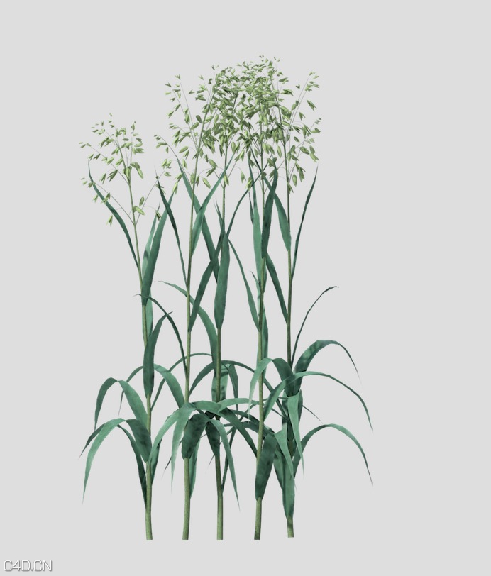 禾苗/水稻C4D模型 Rice 3D model