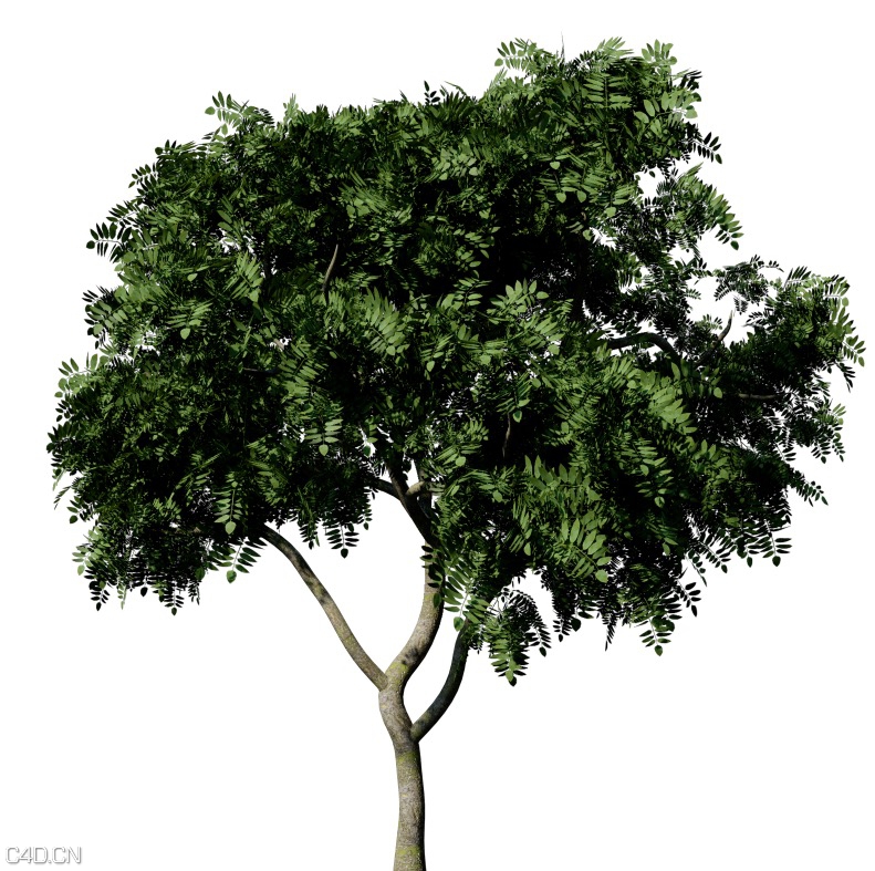景观树3D模型：咖喱叶树C4D模型 Curry Leaf Tree 3d model - C4D之家 - cinema4d_ 2015-05-06 00.12.49.jpg