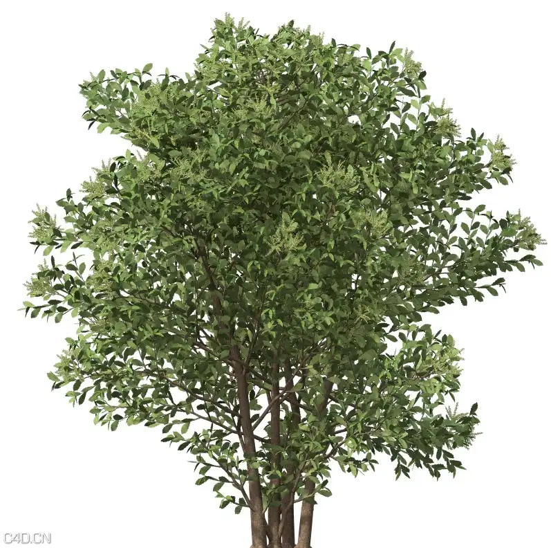 板栗树C4D模型 Chestnut 3d model - C4D之家 - cinema4d_ 2015-05-06 01.07.26.jpg