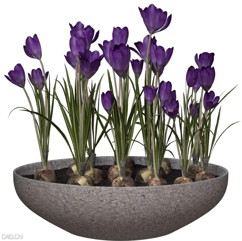 藏红花C4D模型 Crocus 3d model - C4D之家 - cinema4d_ 2015-05-06 01.58.25.jpg