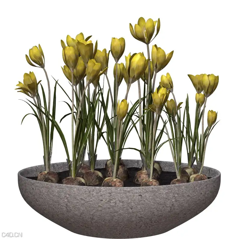 藏红花C4D模型 Crocus 3d model - C4D之家 - cinema4d_ 2015-05-06 01.58.17.jpg