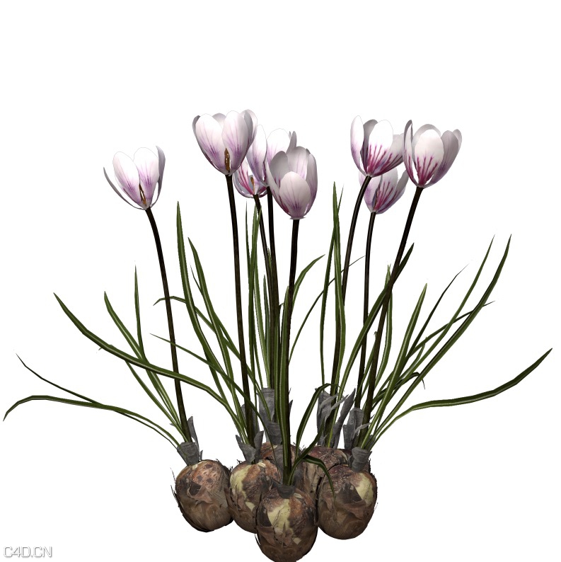 藏红花C4D模型 Crocus 3d model - C4D之家 - cinema4d_ 2015-05-06 01.57.51.jpg
