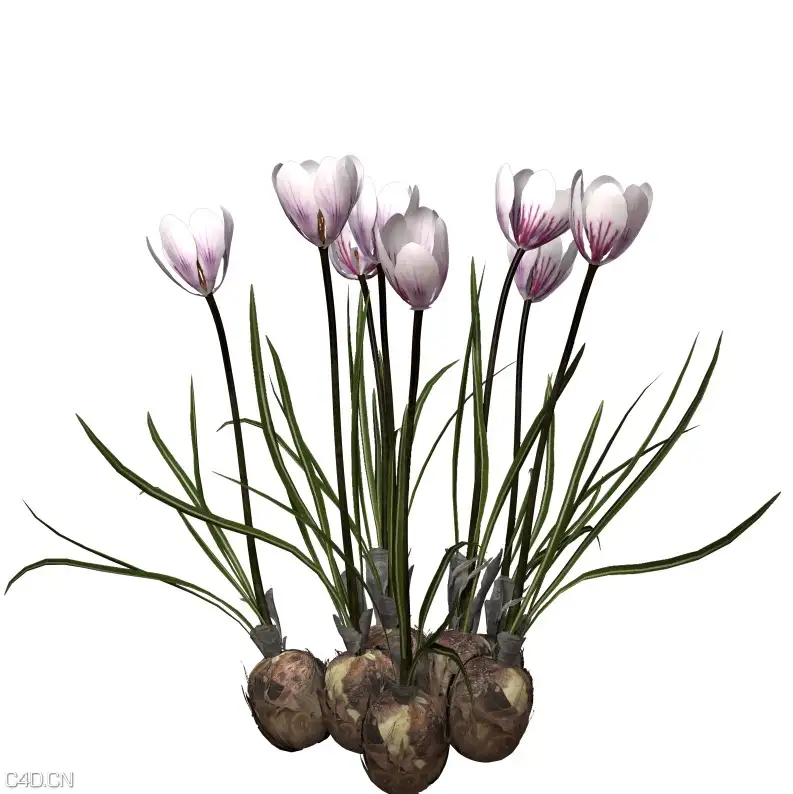 藏红花C4D模型 Crocus 3d model - C4D之家 - cinema4d_ 2015-05-06 01.57.51.jpg