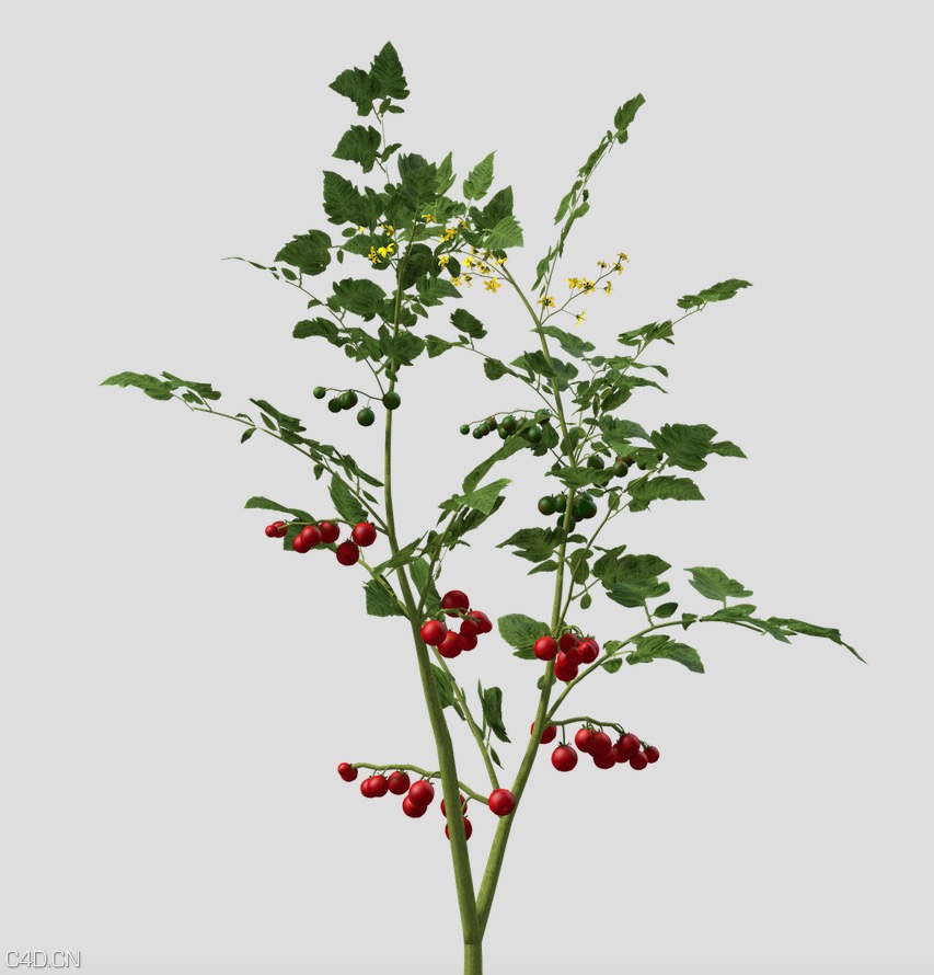 农作物：番茄苗、番茄树C4D模型 Cherry Tomato 3d model - C4D之家 - cinema4d_ 2015-05-16 23.47.25.jpg