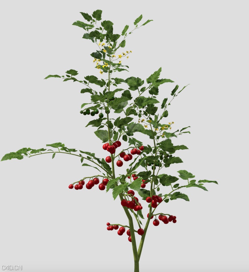 农作物：番茄苗、番茄树C4D模型 Cherry Tomato 3d model - C4D之家 - cinema4d_ 2015-05-16 23.47.15.jpg