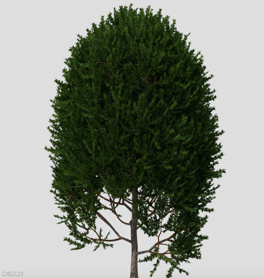 紫杉树C4D模型 English Yew 3d model - C4D之家 - cinema4d_ 2015-05-17 01.03.01.jpg