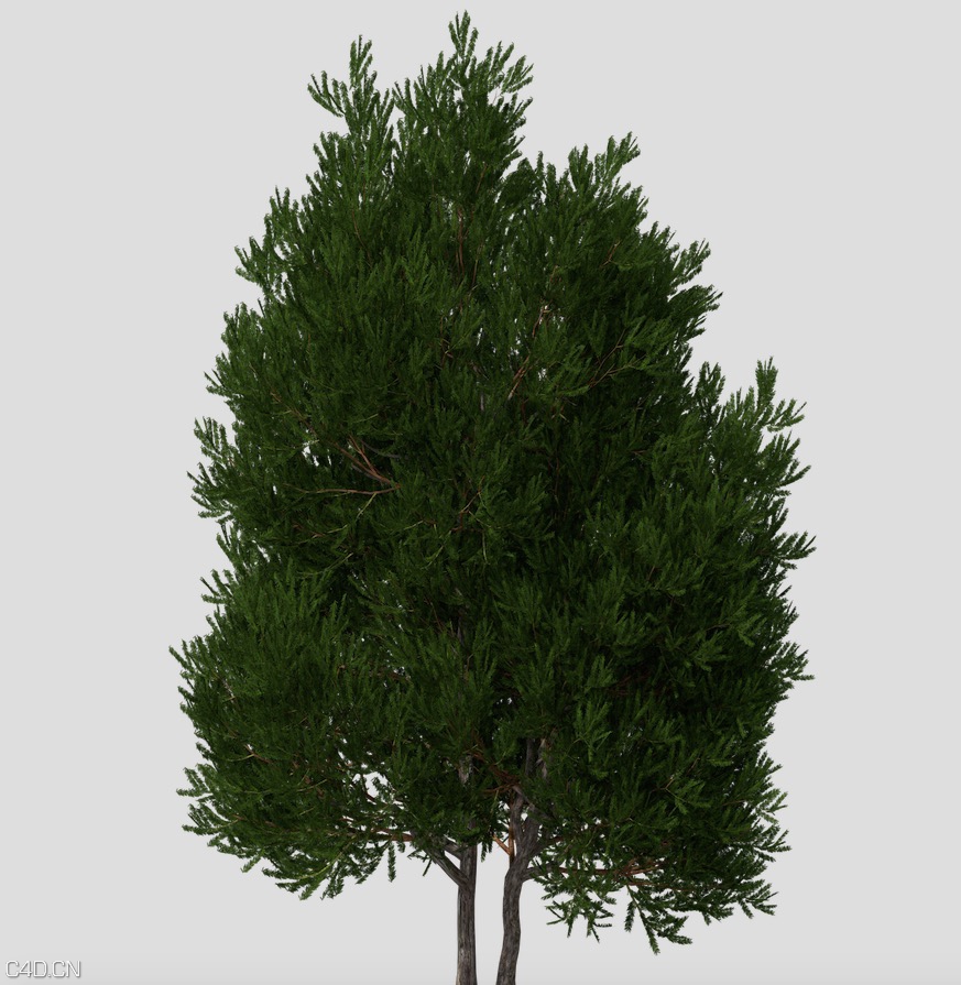 紫杉树C4D模型 English Yew 3d model - C4D之家 - cinema4d_ 2015-05-17 01.02.27.jpg