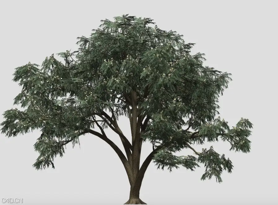 蓝桉树C4D模型 Blue-Gum Eucalyptus