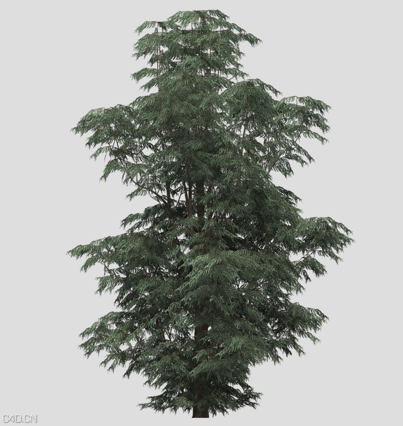 蓝桉树C4D模型 Blue-Gum Eucalyptus - C4D之家 - cinema4d_ 2015-05-17 01.48.51.jpg