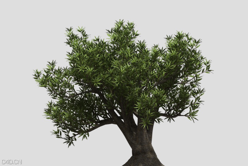 山龙眼树C4D模型 Saw Banksia - C4D之家 - cinema4d_ 2015-05-17 22.07.27.jpg