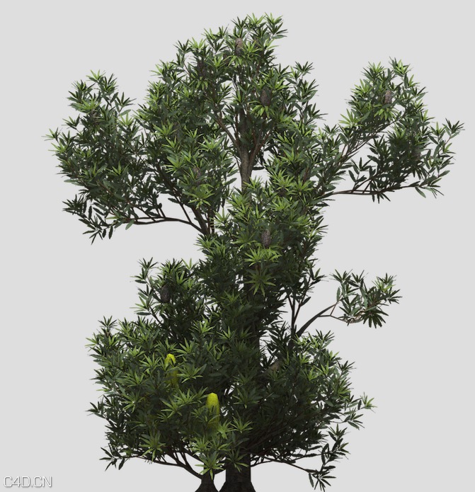 山龙眼树C4D模型 Saw Banksia - C4D之家 - cinema4d_ 2015-05-17 22.07.21.jpg