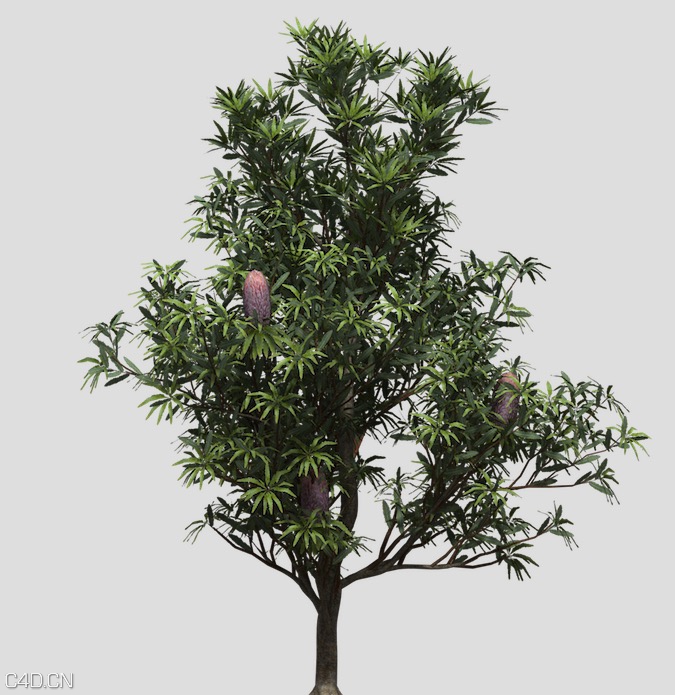 山龙眼树C4D模型 Saw Banksia - C4D之家 - cinema4d_ 2015-05-17 22.07.15.jpg