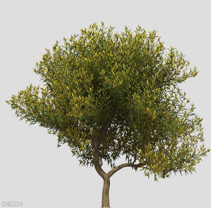 澳洲国花：金合欢C4D模型 Coastal Wattle