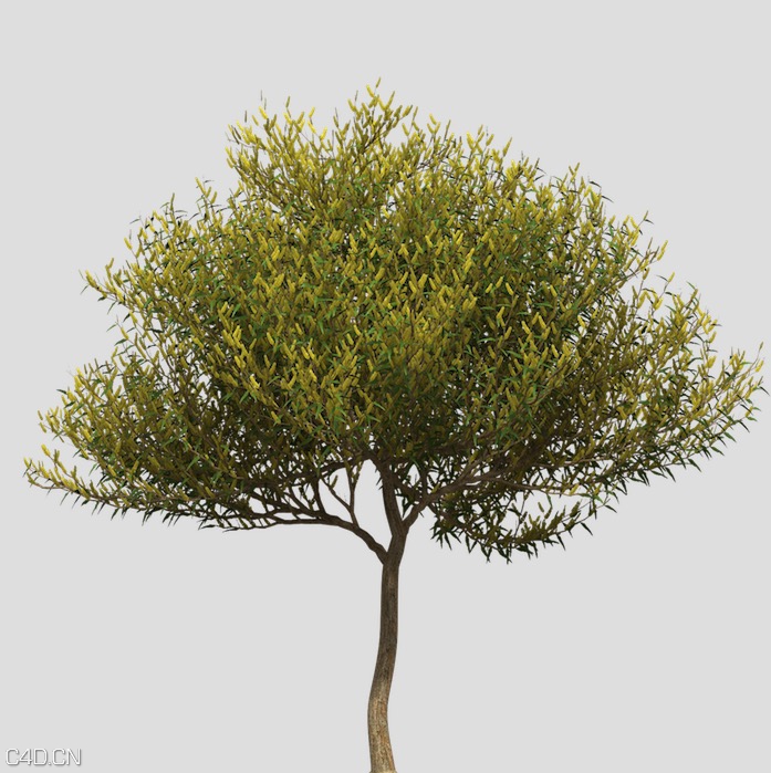 澳洲国花：金合欢C4D模型 Coastal Wattle - C4D之家 - cinema4d_ 2015-05-18 00.23.16.jpg