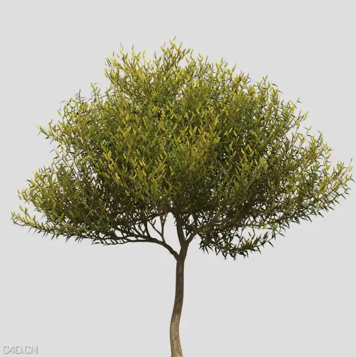 澳洲国花：金合欢C4D模型 Coastal Wattle - C4D之家 - cinema4d_ 2015-05-18 00.23.16.jpg