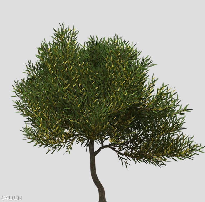 澳洲国花：金合欢C4D模型 Coastal Wattle - C4D之家 - cinema4d_ 2015-05-18 00.23.12.jpg