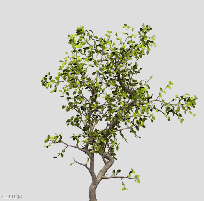 埃及刺黄果C4D模型 Egyptian Carissa - C4D之家 - cinema4d_ 2015-05-18 01.07.32.jpg