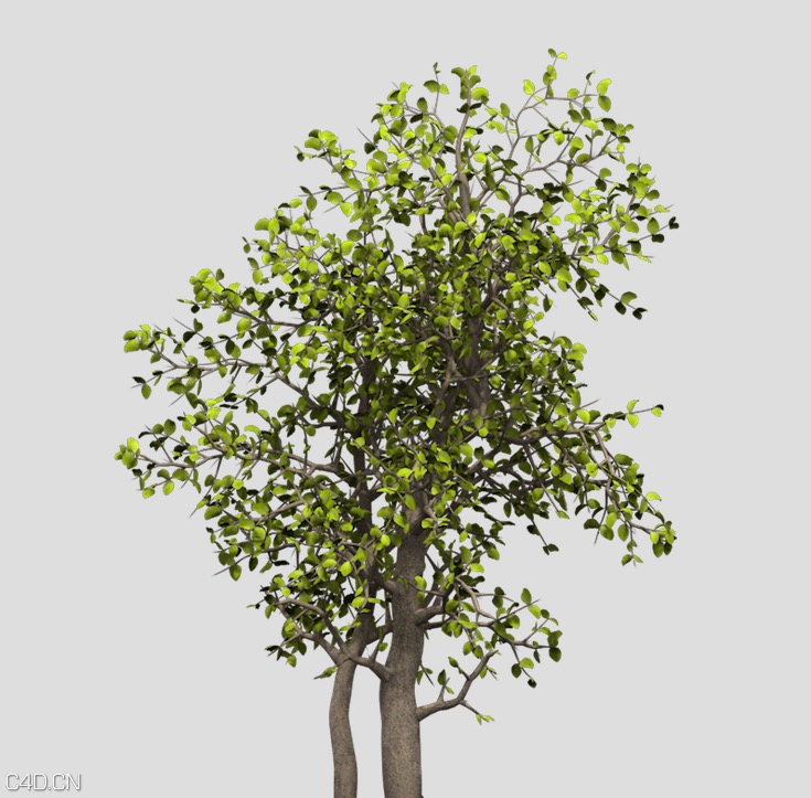 埃及刺黄果C4D模型 Egyptian Carissa - C4D之家 - cinema4d_ 2015-05-18 01.07.29.jpg