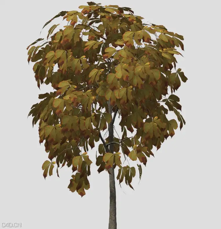 七叶树C4D模型 Horse Chestnut