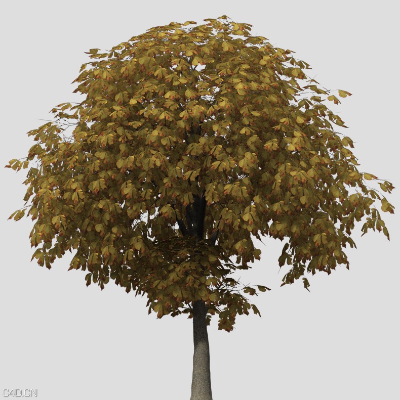 七叶树C4D模型 Horse Chestnut - C4D之家 - cinema4d_ 2015-05-18 01.41.22.jpg