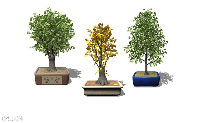 银杏树盆景C4D模型 Ginkgo - C4D之家 - cinema4d_ 2015-05-19 00.00.52.jpg