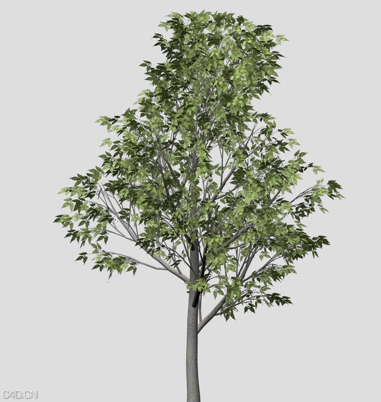 朴树C4D模型 European Hackberry 3d model - C4D之家 - cinema4d_ 2015-05-19 00.54.15.jpg