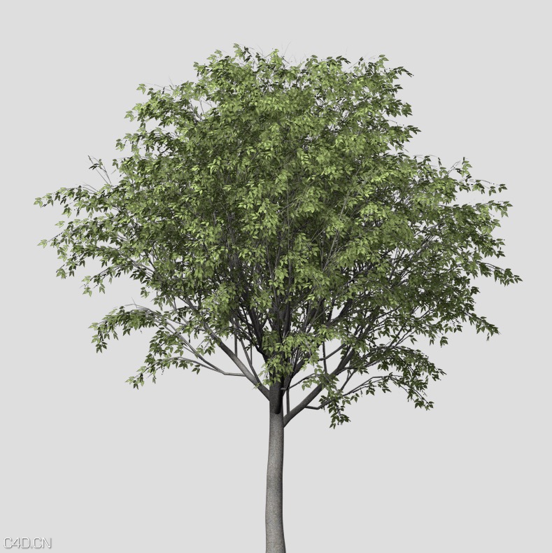朴树C4D模型 European Hackberry 3d model - C4D之家 - cinema4d_ 2015-05-19 00.54.12.jpg