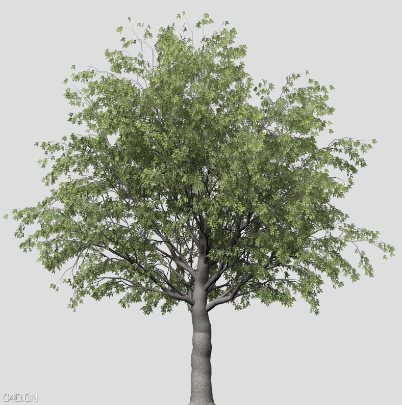 朴树C4D模型 European Hackberry 3d model - C4D之家 - cinema4d_ 2015-05-19 00.54.08.jpg