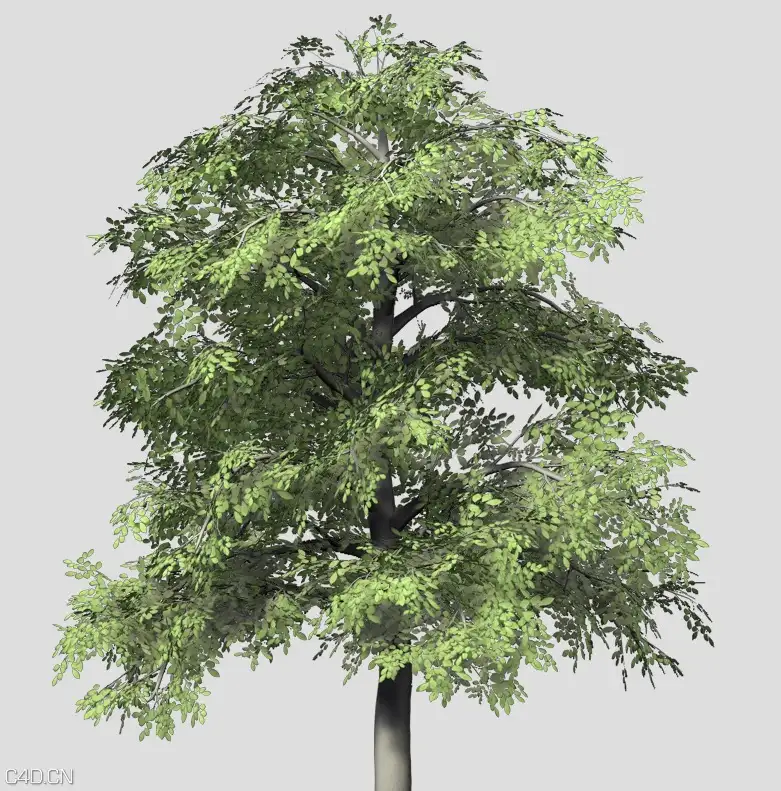 山毛榉C4D模型 European Beech