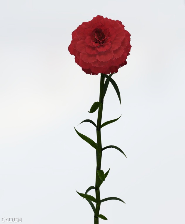康乃馨C4D模型 Carnation 3d model - C4D之家 - cinema4d_ 2015-05-19 01.32.38.jpg