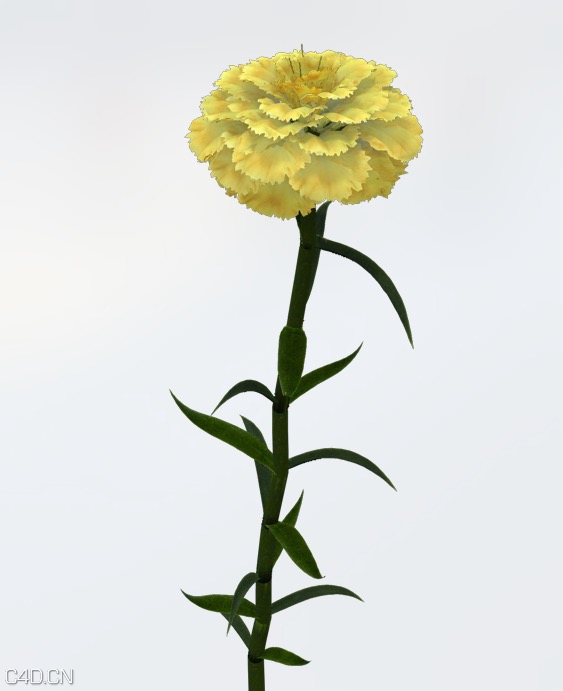 康乃馨C4D模型 Carnation 3d model - C4D之家 - cinema4d_ 2015-05-19 01.32.41.jpg