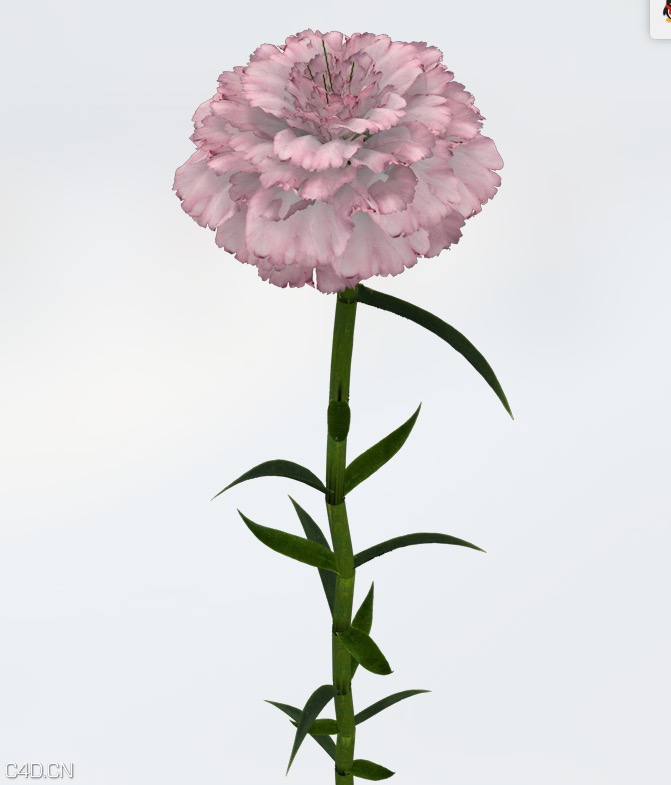 康乃馨C4D模型 Carnation 3d model - C4D之家 - cinema4d_ 2015-05-19 01.32.45.jpg
