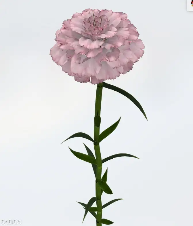 康乃馨C4D模型 Carnation 3d model - C4D之家 - cinema4d_ 2015-05-19 01.32.45.jpg
