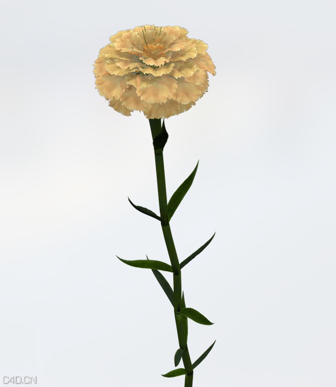 康乃馨C4D模型 Carnation 3d model - C4D之家 - cinema4d_ 2015-05-19 01.32.31.jpg