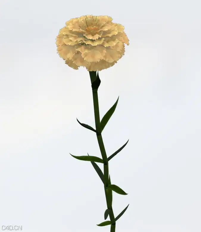 康乃馨C4D模型 Carnation 3d model - C4D之家 - cinema4d_ 2015-05-19 01.32.31.jpg