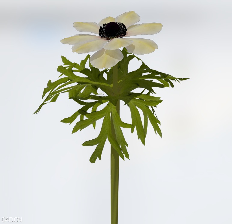 银莲花C4D模型 Poppy Anemone