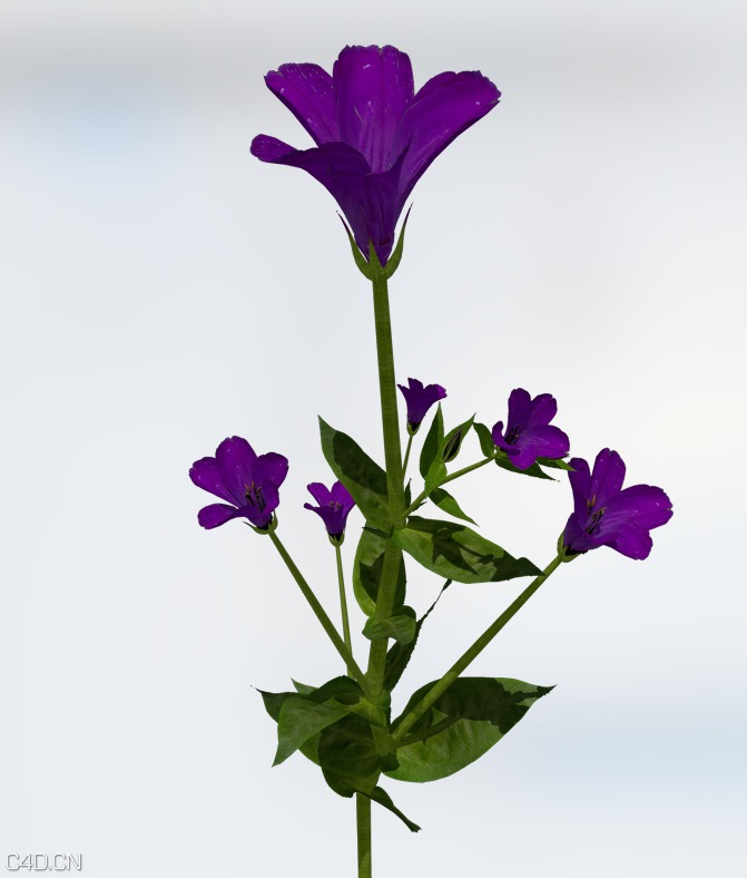 洋桔梗花C4D模型 Lisianthus