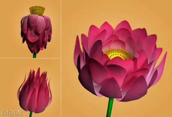 莲花/荷花C4D模型 Lotus 3d model