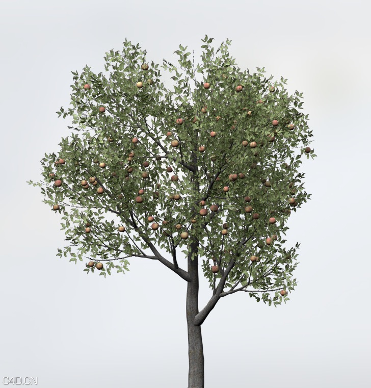 桃树C4D模型 Peach