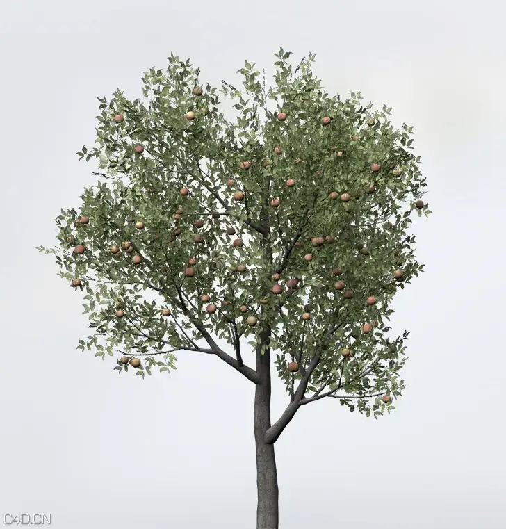 桃树C4D模型 Peach