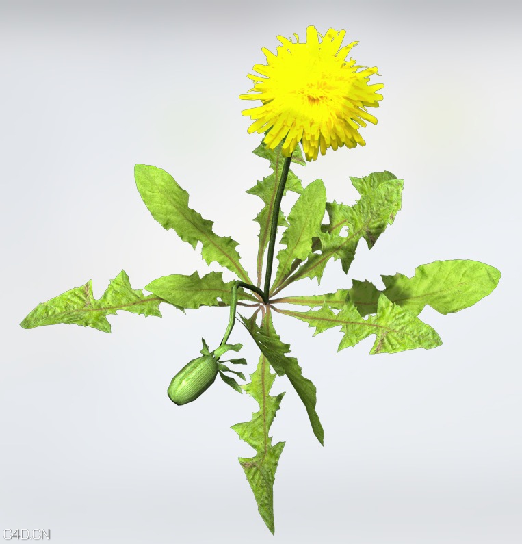 蒲公英C4D模型 Groundcover Dandelion - C4D之家 - cinema4d_ 2015-05-25 19.20.51.jpg