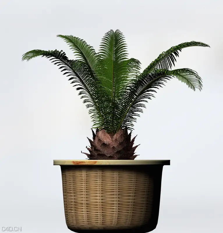 盆景植物：西米棕榈C4D模型 Sago Palm - C4D之家 - cinema4d_ 2015-05-25 19.40.35.jpg