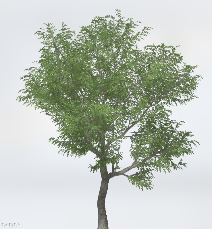 日本核桃树C4D模型 Japanese Walnut