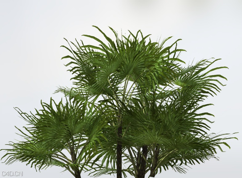 地中海棕榈树C4D模型 Mediterranean Fan Palm - C4D之家 - cinema4d_ 2015-05-25 20.16.37.jpg
