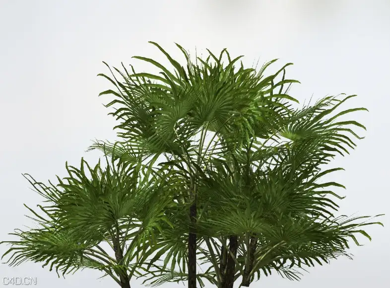 地中海棕榈树C4D模型 Mediterranean Fan Palm