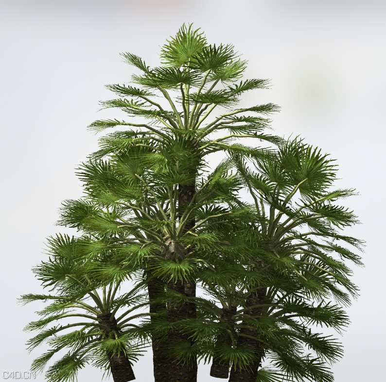 地中海棕榈树C4D模型 Mediterranean Fan Palm - C4D之家 - cinema4d_ 2015-05-25 20.16.33.jpg
