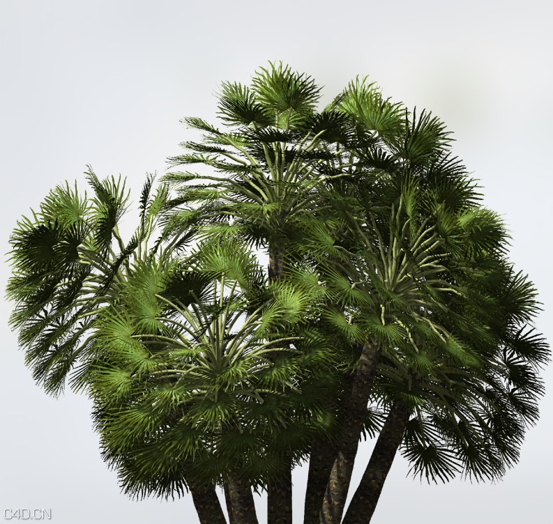 地中海棕榈树C4D模型 Mediterranean Fan Palm - C4D之家 - cinema4d_ 2015-05-25 20.16.27.jpg