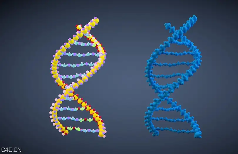 DNA分子C4D模型 dna molecule - C4D之家 - cinema4d_ 2015-06-05 00.02.20.jpg